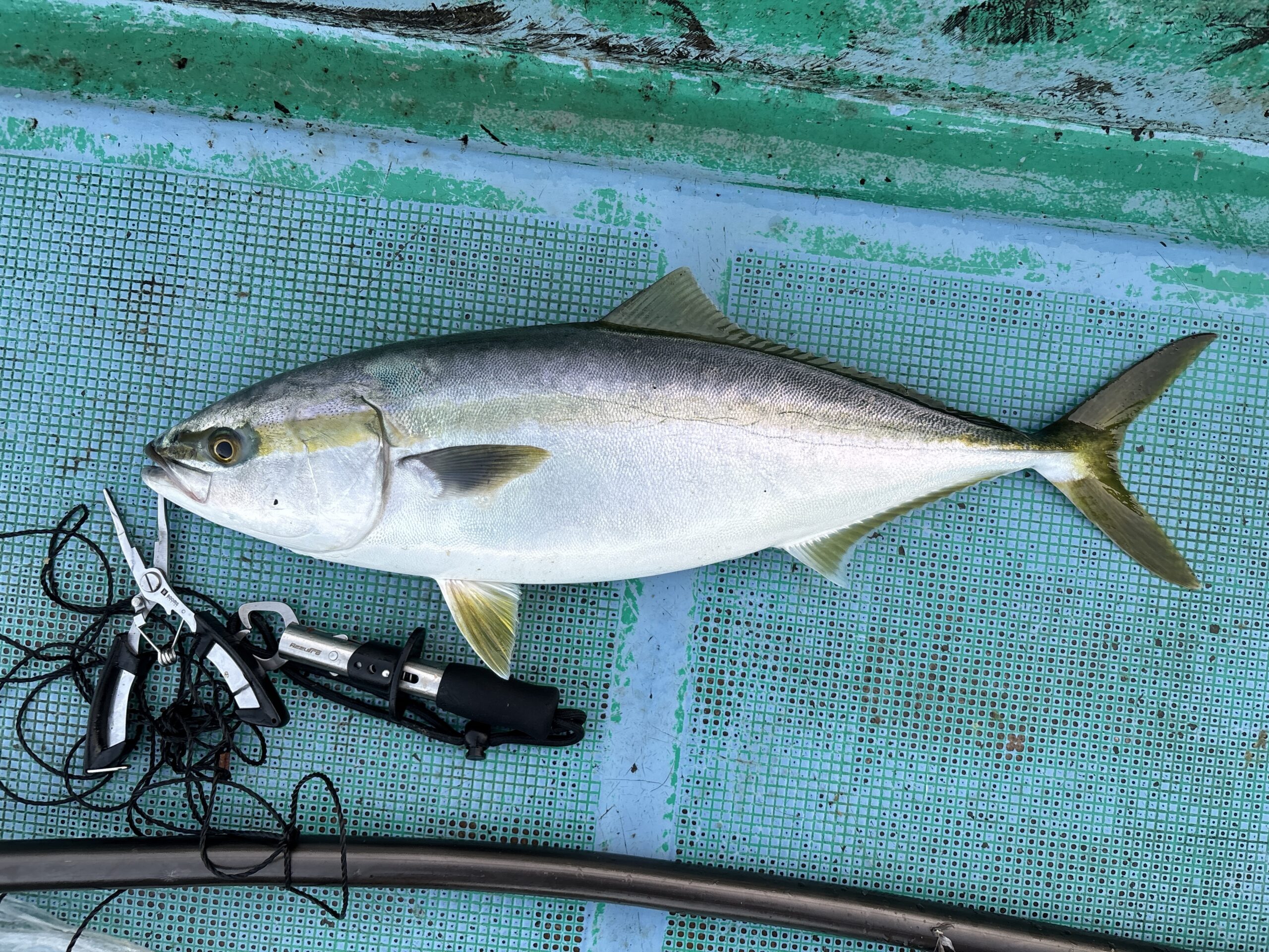 串本えり丸の2回目釣行で釣った58cmのハマチ