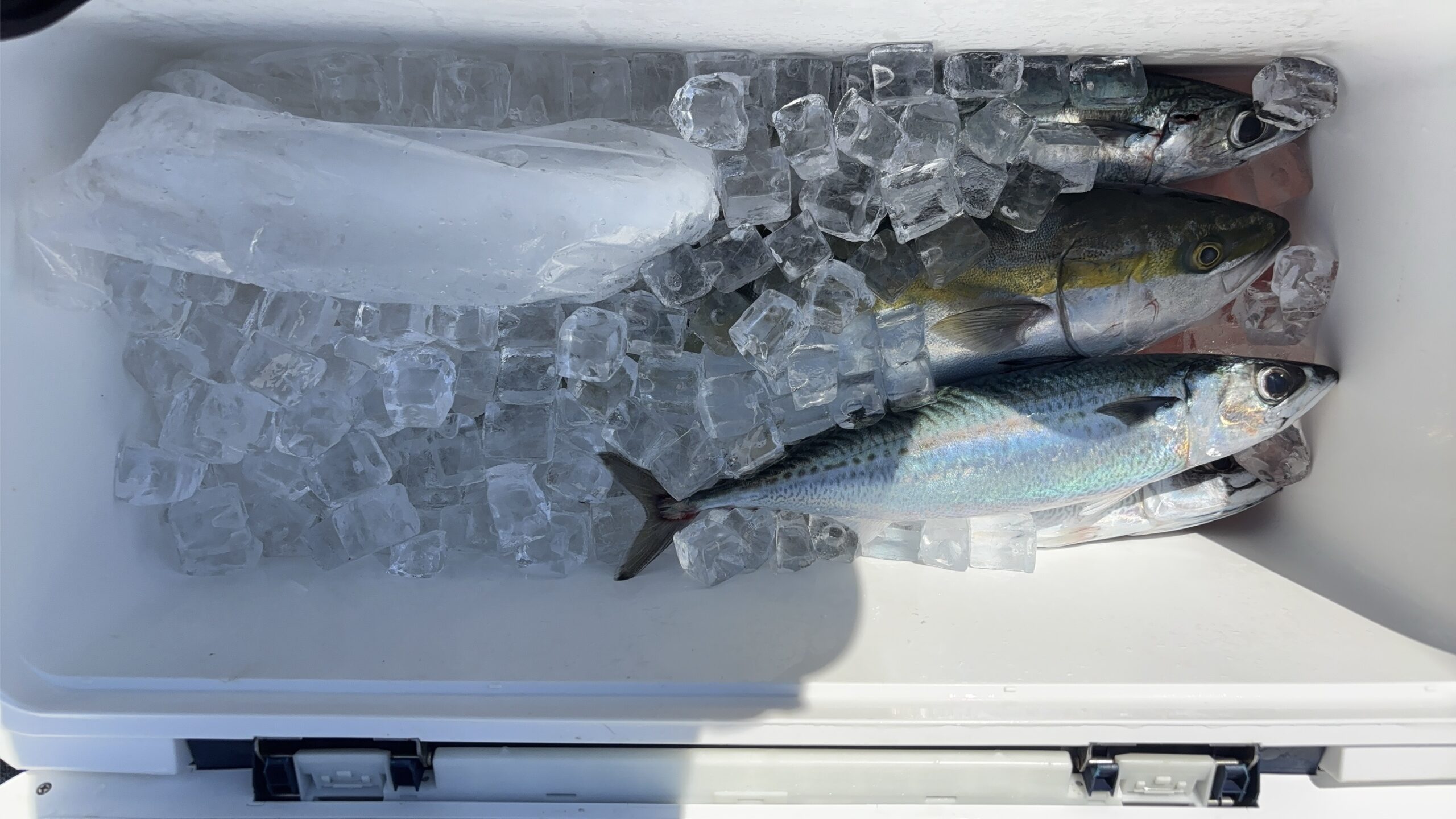 串本えり丸2回目釣行の釣果。クーラーボックスにハマチ58cm1本とゴマサバ約40cm3本
