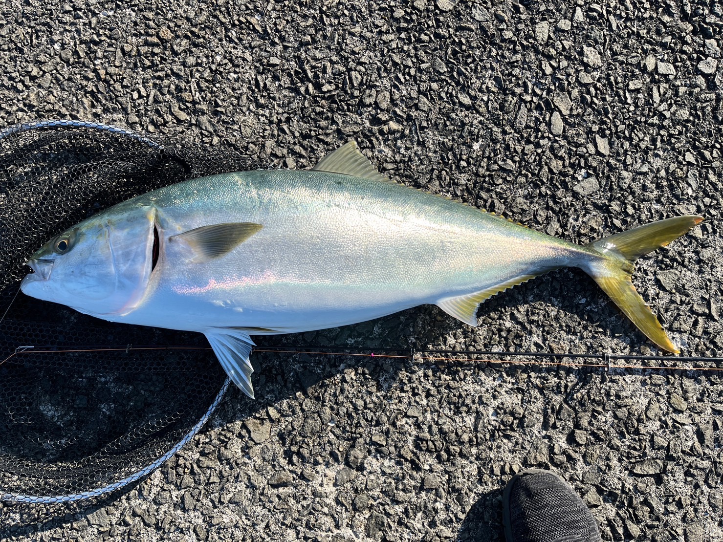 岸和田一文字のエレベーター飲ませで釣った87cmのブリ