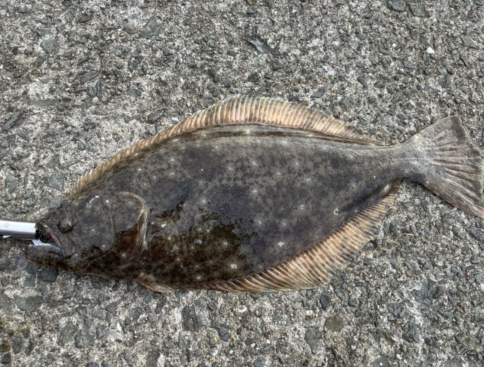 岸和田一文字のノマセ釣りで釣った51cmのヒラメ