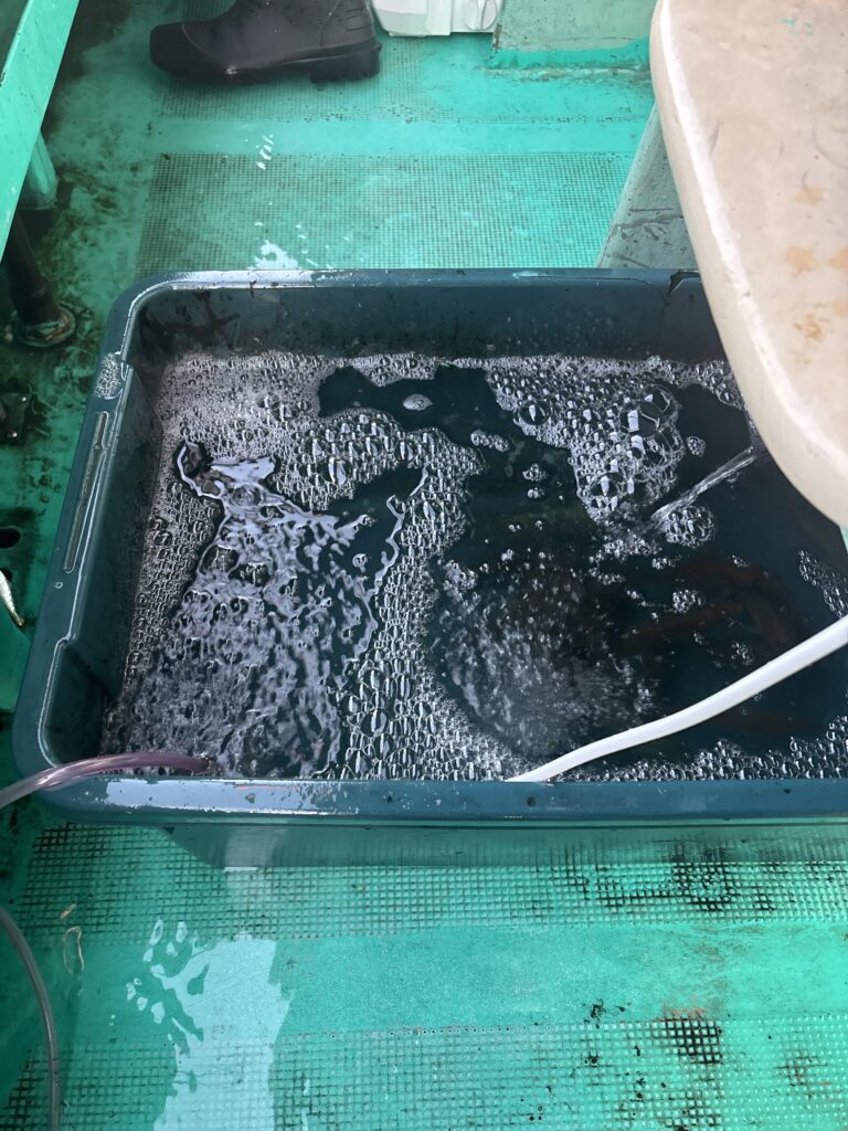 名田屋の船内でもう一方の生け簀にホースが入って泡立っている様子