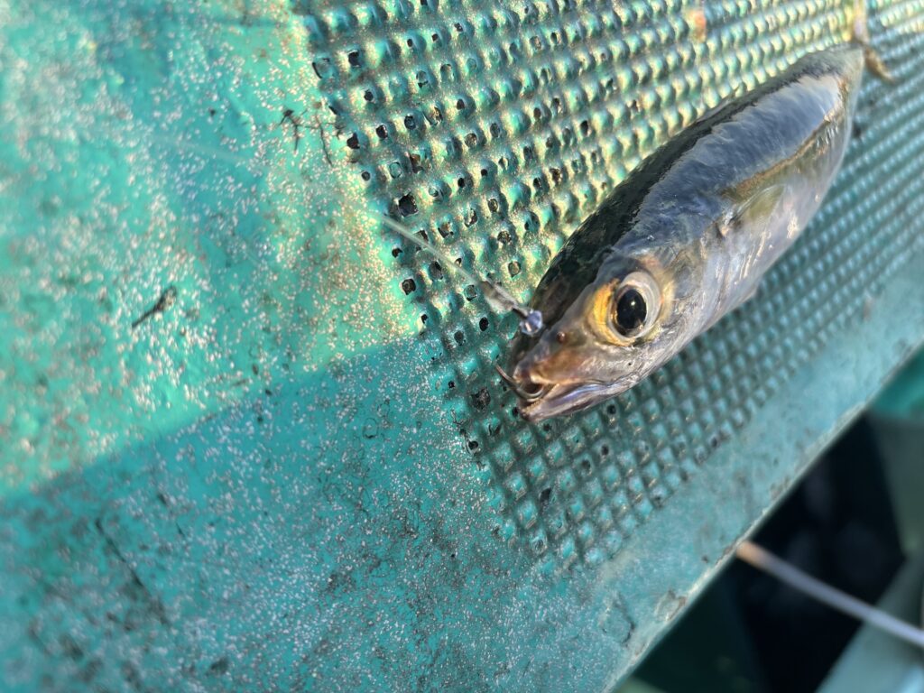 サバの上アゴに掛けた針の位置を横から拡大した写真(2026年10月11日)